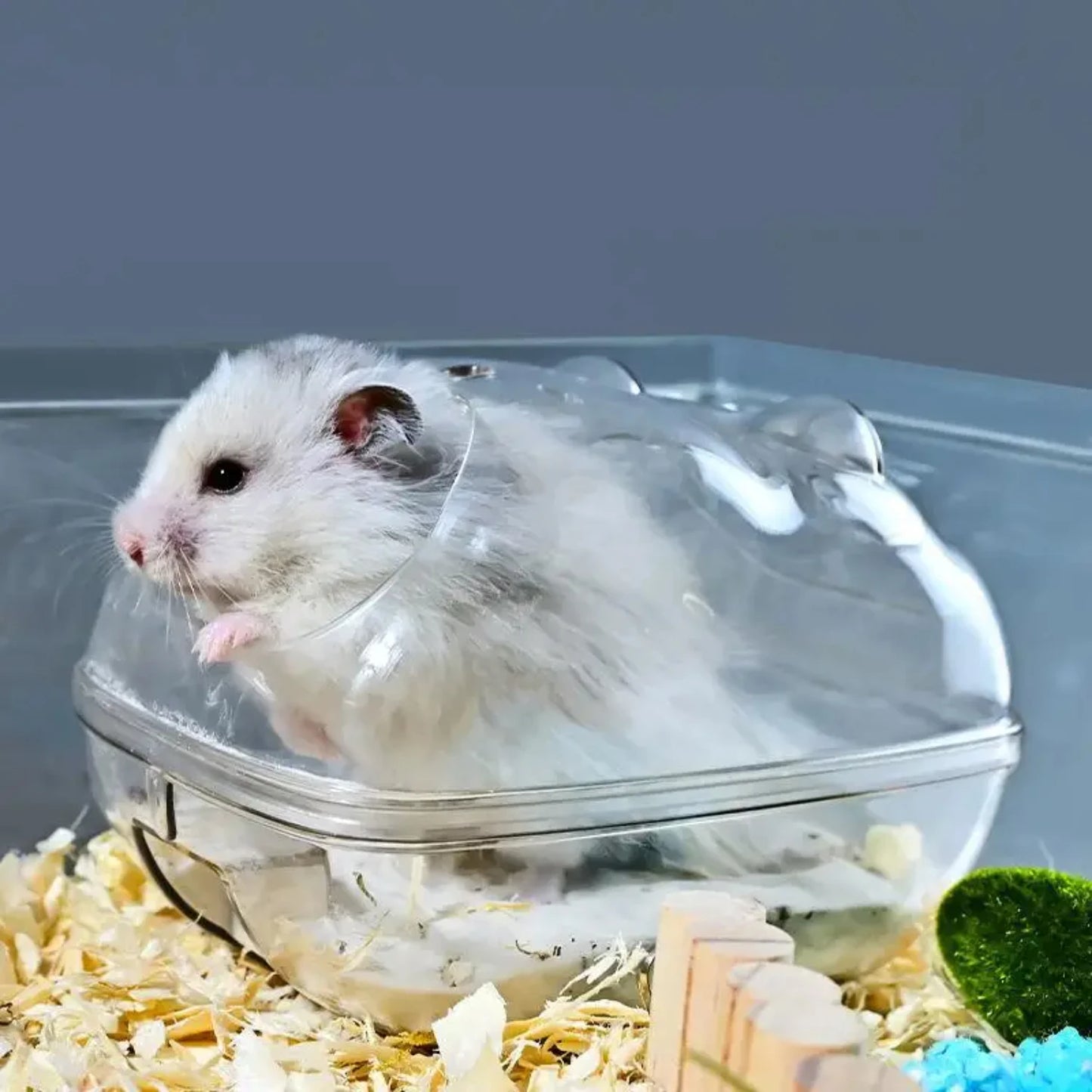 Transparent Hamster Bathroom